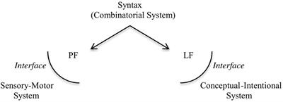 Systems Underlying Human and Old World Monkey Communication: One, Two, or Infinite